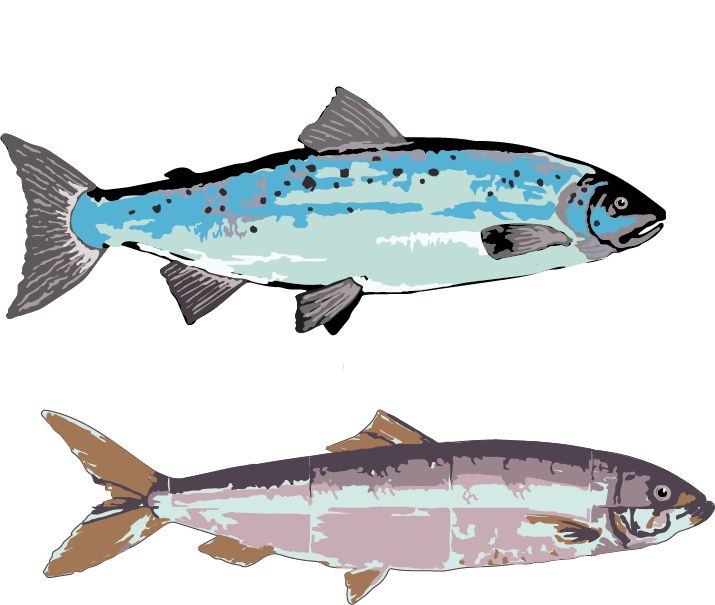 Makreel illustration